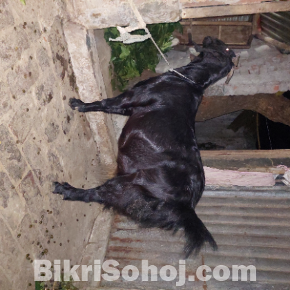 ২টা উন্নত জাতের গর্ভবতী ছাগল বিক্রি করবো।